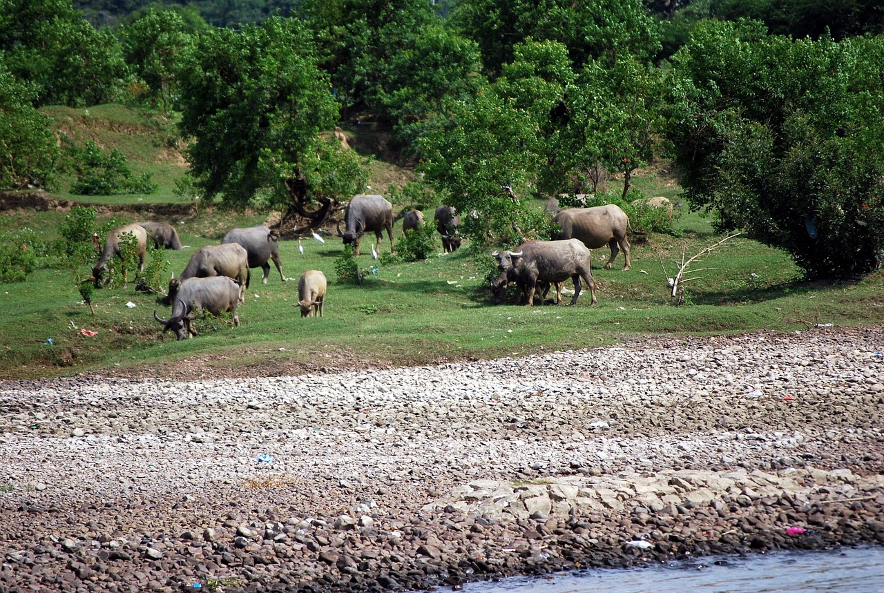 buffalo, cattle, nature